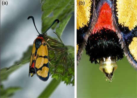 Papillons de nuit de jour | EntomoNews | Scoop.it