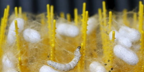 Ces vers nourris aux nanotubes de carbone produisent une soie super résistante | ENSAIT DOC | Scoop.it