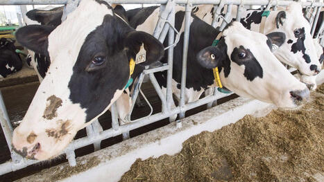 Dairy commission CEO Benoit Basillais reappointed | Gouvernance - Veille quotidienne | Scoop.it
