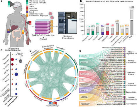 Analysis of the Proteomic Atlas of SARS-CoV-2 Infected cells  | Amazing Science | Scoop.it