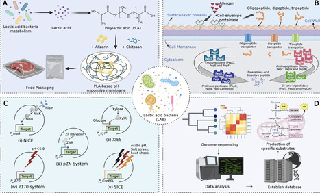From fermentation to function: a critical review of lactic acid bacteria redesign for functional foods and precision nutrition | crb | RMH | Scoop.it