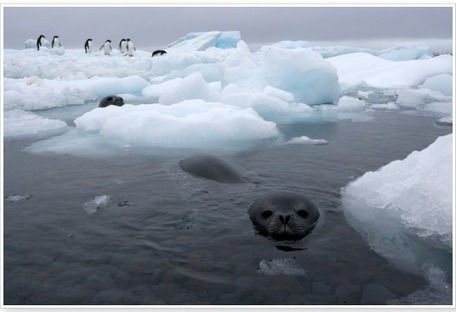 Awesome Antarctica Photography | Antarctica | Scoop.it
