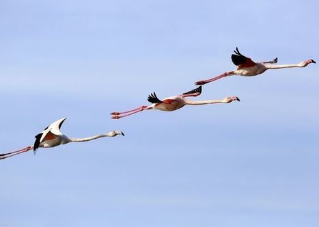 La biodiversité en danger en Paca   | Agir pour la biodiversité ! | Scoop.it