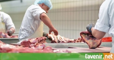 Pays-Bas: 600 employés d’un abattoir en quarantaine | La Gazette des abattoirs | Scoop.it
