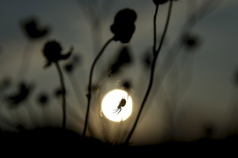 Les araignées au secours des abeilles ? | EntomoNews | Scoop.it