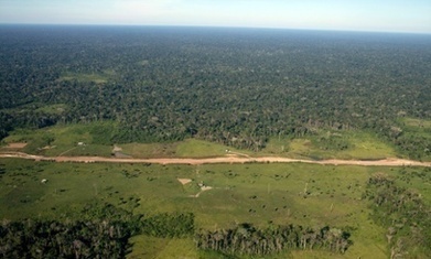 Roads are encroaching deeper into the Amazon rainforest, study says | Coastal Restoration | Scoop.it