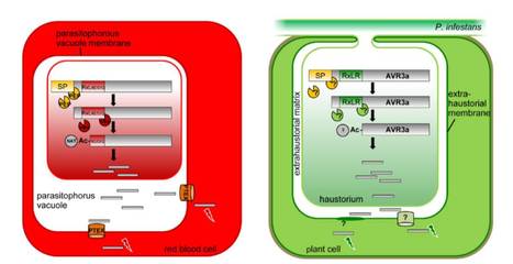 The RxLR Motif of the Host Targeting Effector AVR3a of Phytophthora infestans Is Cleaved Before Secretion | The Plant Cell | Scoop.it