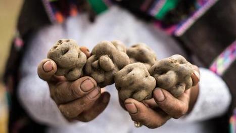 BBC - Travel - How the humble potato changed the world | GTAV AC:G Y9 - Biomes and food security | Scoop.it