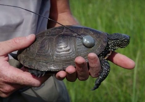 Réintroduction de la cistude en Savoie   | Biodiversité | Scoop.it