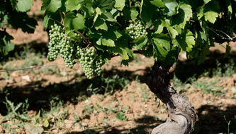 Les vendanges ont commencé plus tôt que prévu dans les Landes - ici | Landes - Conseils municipaux & communautaires | Scoop.it