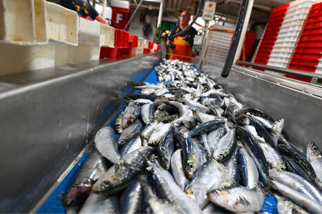 L’empreinte carbone du secteur de la pêche, toujours très dépendante des carburants -  Le Monde | Biodiversité | Scoop.it