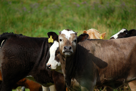 L’UE  conserve son statut de superpuissance agroalimentaire | EUROPES | Scoop.it