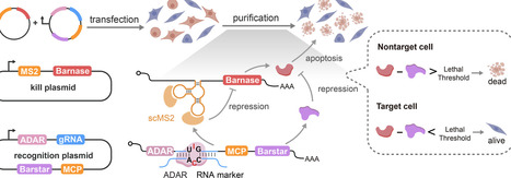 Identification and Purification of Specific Cell Populations via ADAR Editing-Driven Synthetic Genetic Circuits | asb | RMH | Scoop.it