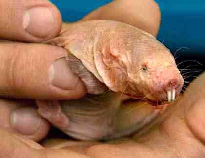 Genome sequencing reveals insights into physiology and longevity of the naked mole rat | Amazing Science | Scoop.it