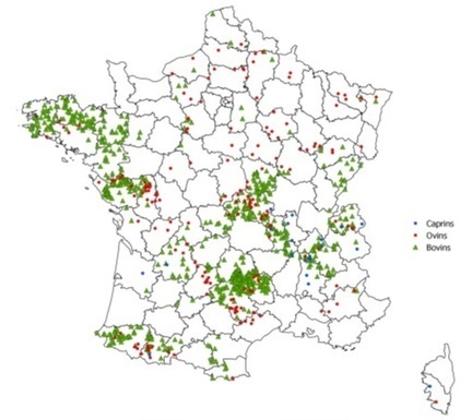 Info 20 : Virus Schmallenberg  - GDS Vendée | Agriculture en Pays de la Loire | Scoop.it