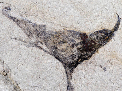 China y Reino Unido exploran un yacimiento y descubren que algo "muy parecido al gusano de Dune" existi&oacute; hace 500 millones de a&ntilde;os | Mi Caj&oacute;n de Ideas | Scoop.it