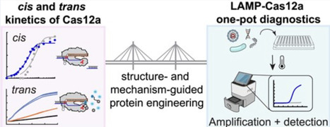 Kinetic analysis and engineering of thermostable Cas12a for nucleic acid detection | nar | RMH | Scoop.it