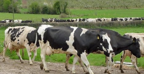 Bientôt une formation à la volatilité des prix et des revenus pour les producteurs laitiers irlandais ? | Economie de l'Elevage | Scoop.it