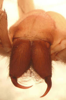 Surprenant : Sinopoda scurion, l'araign&eacute;e sans yeux du Laos | EntomoNews | Scoop.it