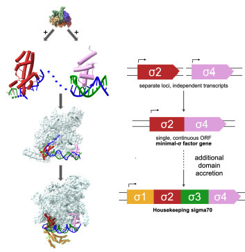 Phylogenetic evidence for the emergence of bacterial &sigma;-factors by domain fusion | brvm | RMH | Scoop.it