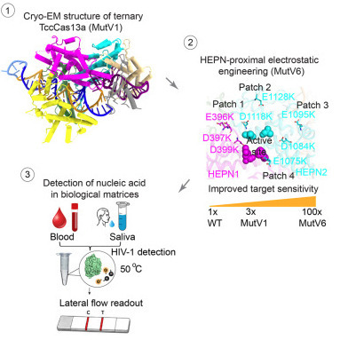 Structural basis and rational engineering of a thermophilic Cas13a for robust RNA detection | ccb | RMH | Scoop.it