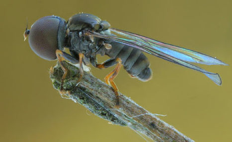 Découverte de trois nouvelles espèces fossiles de mouches à grosse tête | EntomoNews | Scoop.it