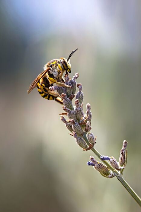 Entomo-calendrier - Mars 2026 | Vari&eacute;t&eacute;s entomologiques | Scoop.it