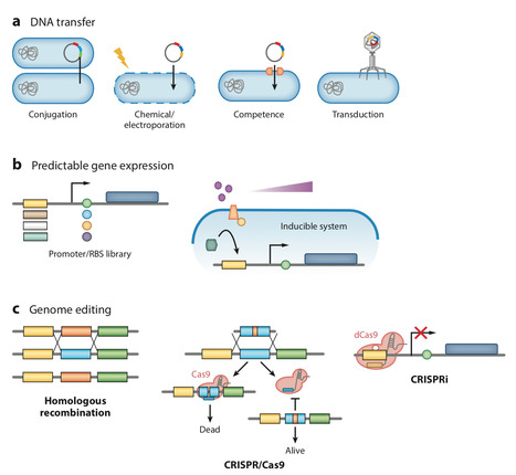 Synthetic Biology Approaches to Engineer Probiotics and Members of the Human Microbiota for Biomedical Applications | RMH | Scoop.it