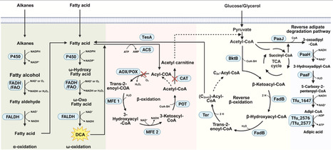 From transport to regulation: systems engineering for high-efficiency dicarboxylic acid biosynthesis | cin | RMH | Scoop.it