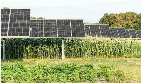 Autorisation du projet agrivoltaïque Terr’Arbouts : 46 ilots agricoles pour une puissance installée de 450 MWc | Pour innover en agriculture | Scoop.it