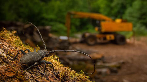 "Une histoire poignante de perte d'habitat" | Les Colocs du jardin | Scoop.it