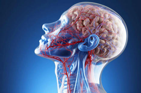 Nasal Lymphatic Network Crucial for Brain CSF Drainage | NeuroImmunology | Scoop.it