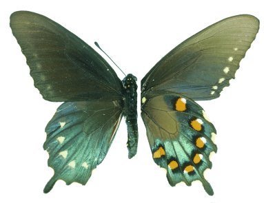 Banque d'espèces - Système canadien d'information sur la biodiversité | Insect Archive | Scoop.it