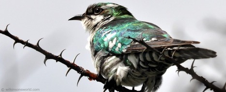 Cuckoo Sandbox | ICT Security Tools | Scoop.it