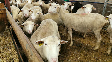 Crise agricole : la vaccination gratuite et le fonds d'urgence sont "déjà une reconnaissance de notre métier", réagit la présidente de la Fédération nationale ovine | Prospective et Finance | Scoop.it