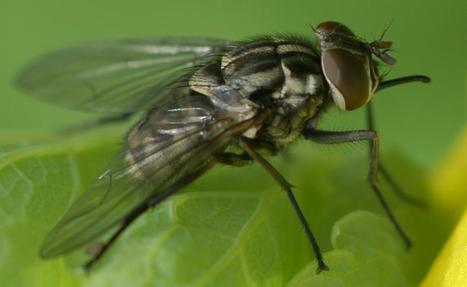 De nouvelles stratégies pour la gestion des insectes ravageurs dans l'agriculture | EntomoNews | Scoop.it