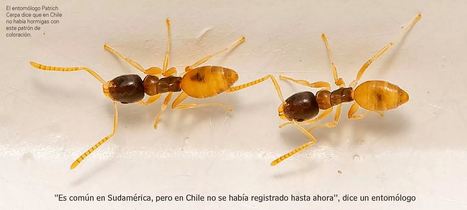Chili. Une nouvelle espèce de fourmi invasive a été repérée au 13e étage d'un immeuble à Santiago : elle est jaune et très rapide. | EntomoNews | Scoop.it