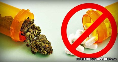 Big Pharma’s Worst Nightmare, Survey Finds Most Medical Marijuana Users Quitting Prescription Drug Use | Health Supreme | Scoop.it