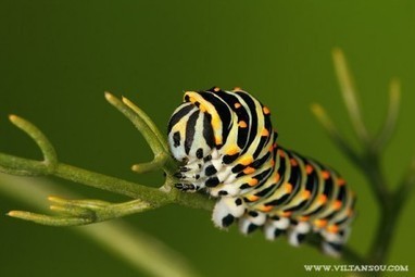 Machaon : de la chenille à la chrysalide | Insect Archive | Scoop.it