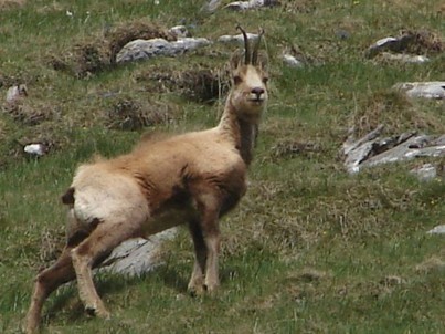 Isards, vous avez dit isards &hellip;&nbsp;|&nbsp;Sauvons la Gela ! | Vall&eacute;es d'Aure & Louron - Pyr&eacute;n&eacute;es | Scoop.it