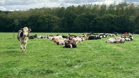 INNOVATIONS : À quoi ressemblera la vache du futur ? | Revue de presse - Club DEMETER | Scoop.it