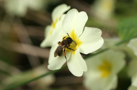 Le Parisien : "Bavière, les abeilles bientôt protégées par une loi grâce à une pétition | Ce monde à inventer ! | Scoop.it