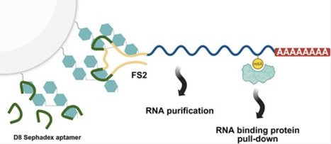 A multivalent RNA affinity tag enables selective purification of tagged RNAs and bound proteins | nar | RMH | Scoop.it