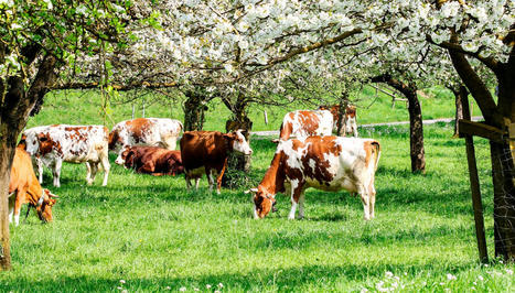 Agroforesterie : une intensification écologique de l’agriculture ? | Pour la Science | TRANSITION AGROECOLOGIQUE : PRATIQUES ET POLITIQUES AGRICOLES | Scoop.it