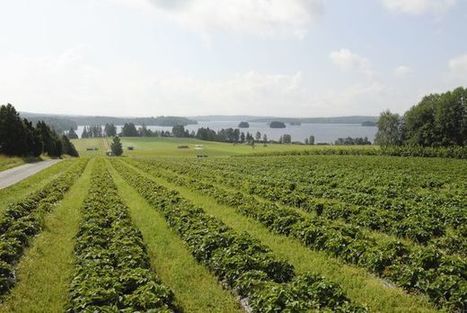 Turistit aiheuttavat ongelmia mansikkatiloilla | 1Uutiset - Lukemisen tähden | Scoop.it