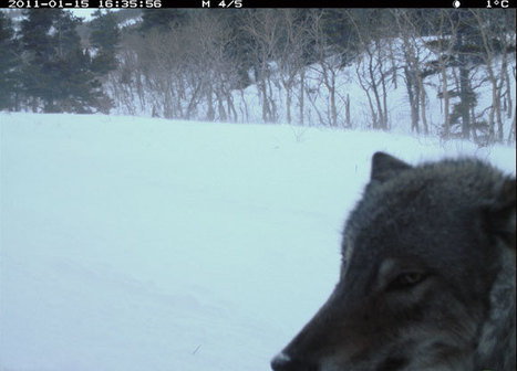 Parcs Canada - Parc national des Lacs-Waterton | Parcs nationaux, régionaux et autres espaces naturels protégés | Scoop.it