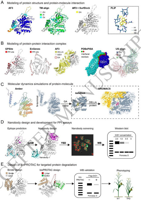 AI-enabled protein design facilitates future plant research and crop breeding | pphy | RMH | Scoop.it