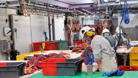 À Arsac, l’abattoir a repris vie grâce à Unicor | Actualité Bétail | Scoop.it