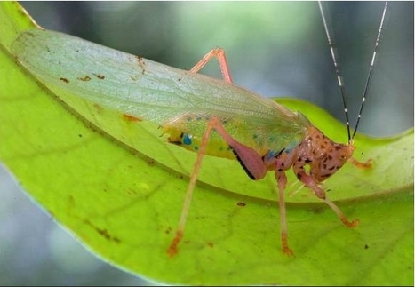 De la grenouille cowboy à la sauterelle crayola, les nouvelles espèces de la jungle amazonienne | EntomoNews | Scoop.it