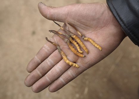 Yartsa gumbu : vers la pénurie : trop de récolte et trop de réchauffement menacent le viagra de l’Himalaya | EntomoNews | Scoop.it